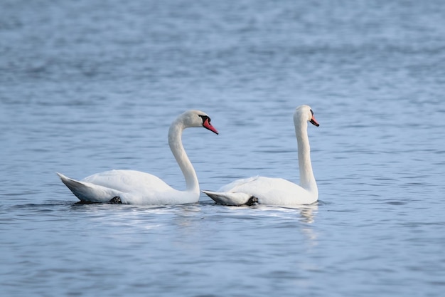 Due cigni nuotano nell'acqua, uno bianco e l'altro bianco.