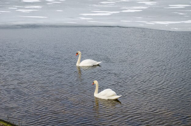 Due cigni sul fiume vicino al ghiaccio