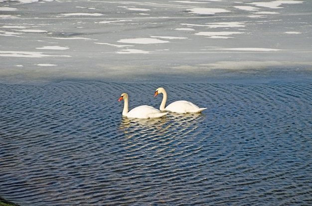 Due cigni sul fiume vicino al ghiaccio