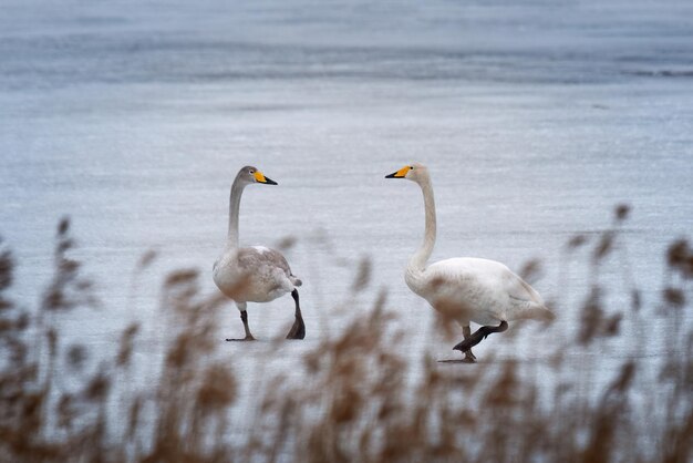 Due cigni sull'acqua davanti a un lago