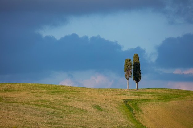 Due cipressi toscani sopra il cielo blu e nuvole composizione minimalista con spazio di copia per testo o logo Paesaggio toscano Italia Europa