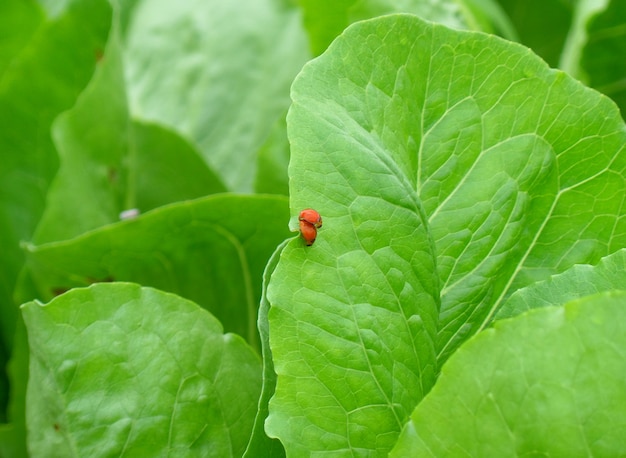 Due coccinella rossa fare l&#39;amore sulla verdura verde brillante