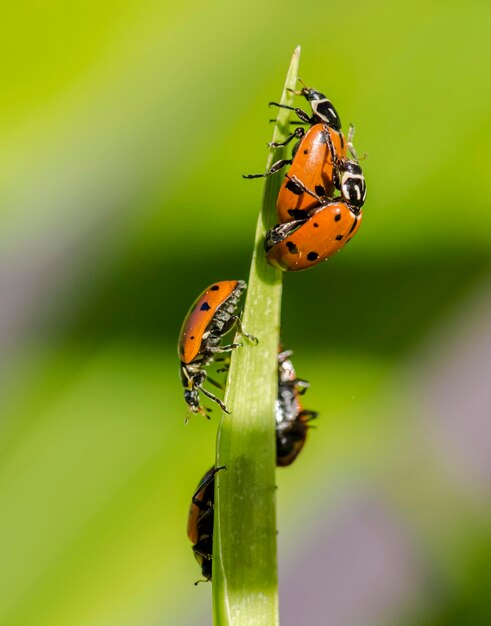 Due coccinelle sono su un filo d'erba.