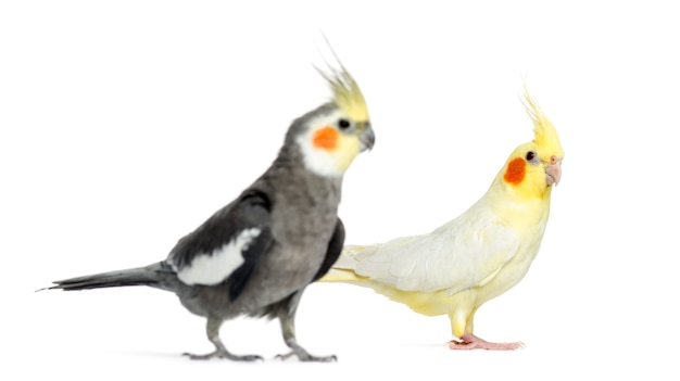 Due Cockatiel, isolati su bianco