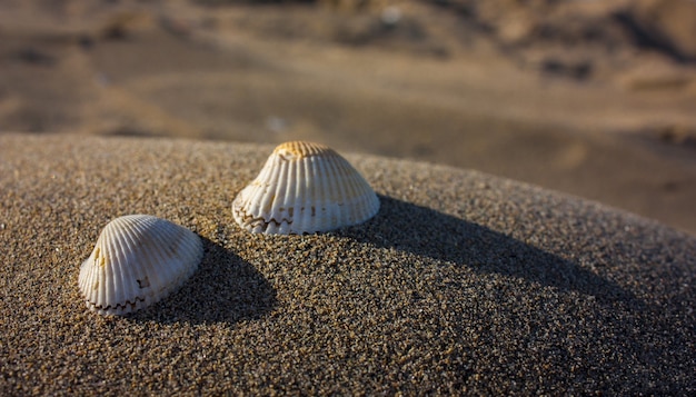 Due conchiglie che riposano su una piccola duna di sabbia in riva al mare al tramonto