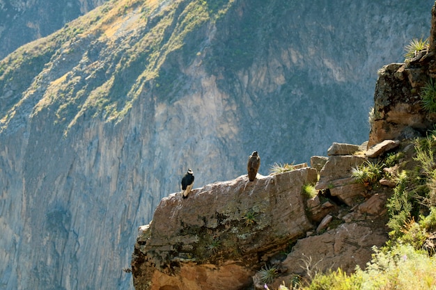 Due condor andini appollaiati sulla scogliera del Colca Canyon