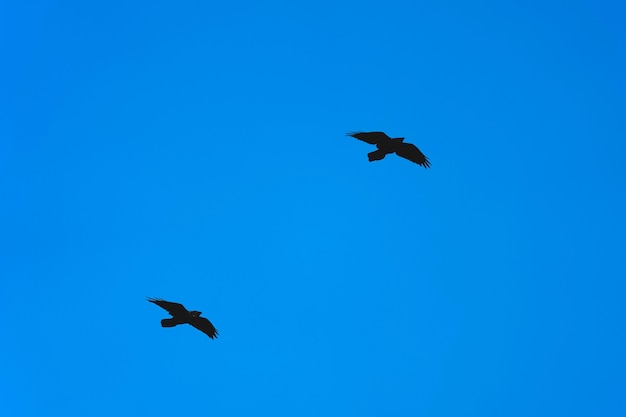 Due corvi neri volano uno dopo l'altro sullo sfondo del cielo azzurro chiaro