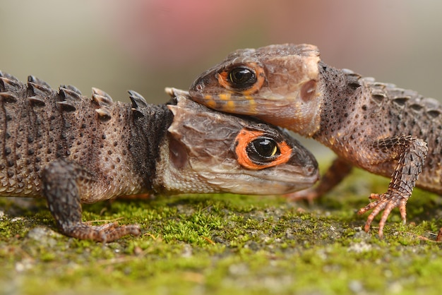 Due Croc Skinks seduti l'uno sull'altro