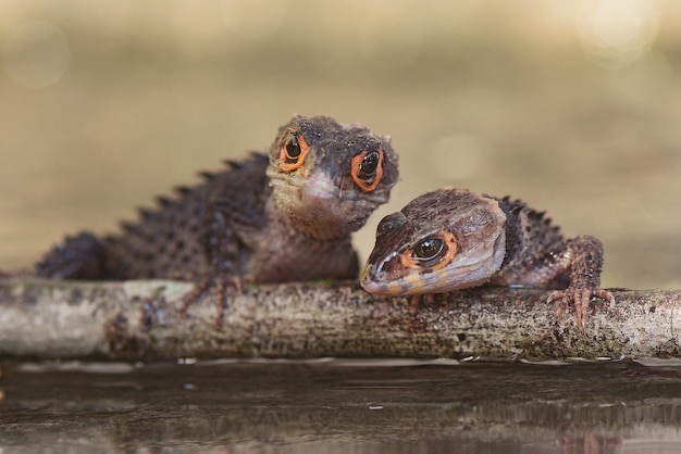 Due Crocs Skink su un ramo