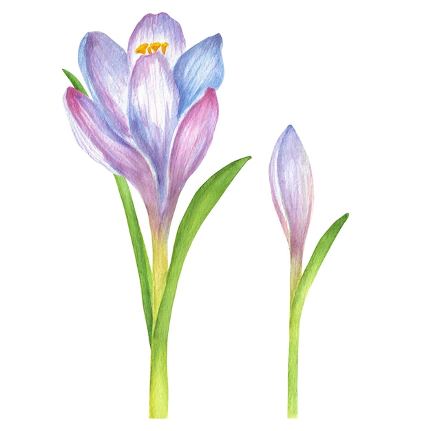 Due crocucci di zafferano blu e viola dipinti con fiori d'acquarello del giardino clipart isolati