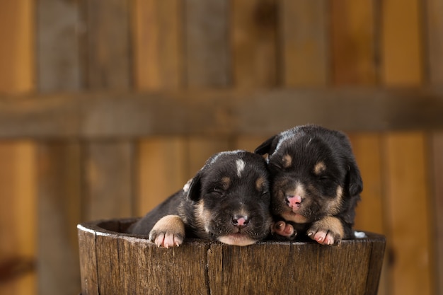 due cuccioli appena nati in un cestino