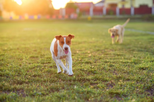 Due cuccioli che giocano su un'erba verde all'aperto