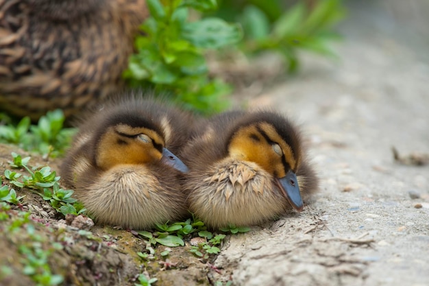 Due cuccioli di anatra durante il sonno