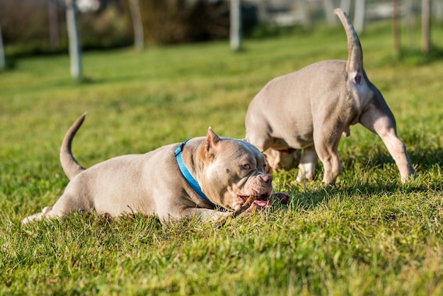 Due cuccioli di bullo americano color lilla tascabili che giocano in movimento all'esterno