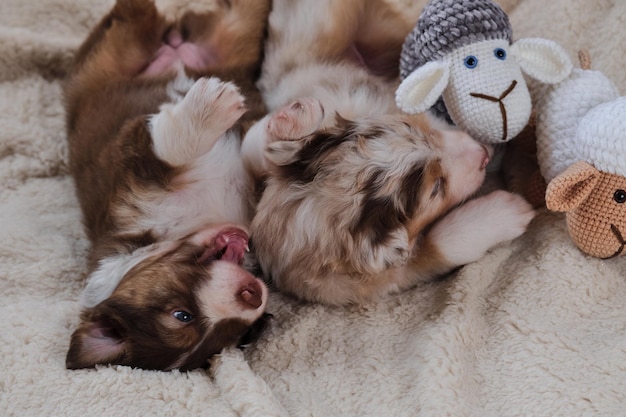 Due cuccioli di cane pastore australiano rosso tricolore e rosso Merle giacciono su una morbida coperta soffice