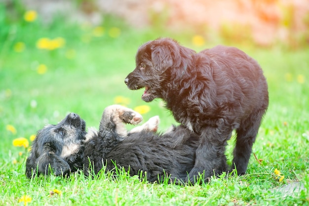 Due cuccioli di cani giocano