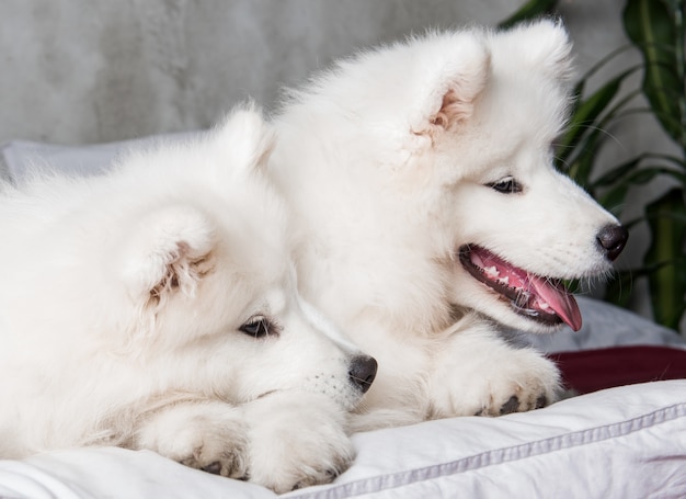 Due cuccioli di cani samoiedo nel letto rosso