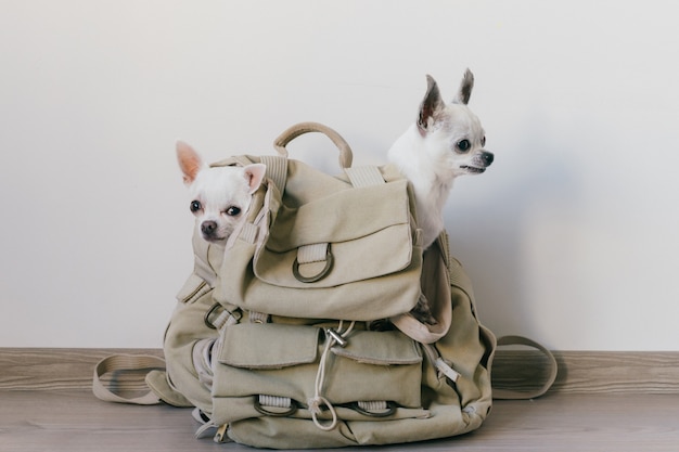 Due cuccioli di chihuahua seduti nella tasca dello zaino di tela hipster con facce buffe e guardando modi diversi. I cani viaggiano. Confortevole relax Animali in vacanza. Famiglia di animali che si trovano insieme a casa