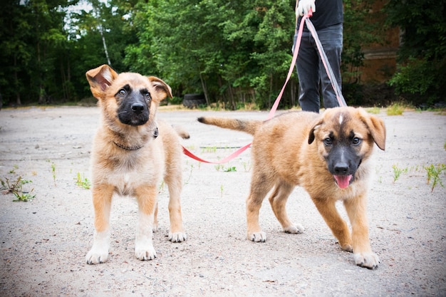 Due cuccioli di colore chiaro che camminano al guinzaglio in cortile