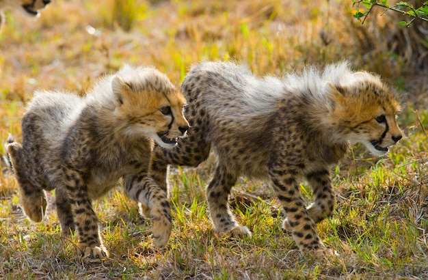 Due cuccioli di ghepardo stanno andando nella savana.