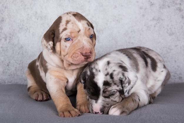 Due cuccioli di Louisiana Catahoula Leopard Dogs su sfondo grigio