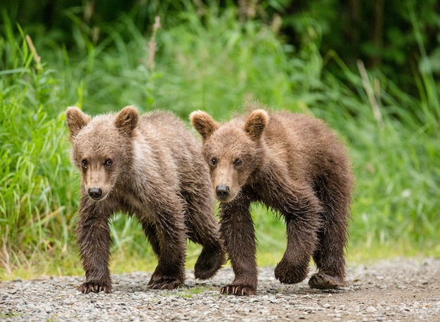 Due cuccioli di orso bruno stanno andando lungo il percorso uno accanto all'altro
