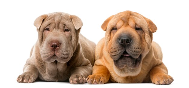 Due cuccioli di Shar Pei davanti a un muro bianco