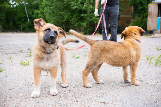 Due cuccioli di zenzero che camminano al guinzaglio all'aperto in estate