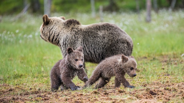 Due cuccioli giocano l'uno con l'altro accanto all'orsa