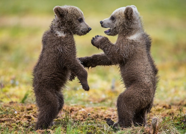 Due cuccioli giocano tra loro