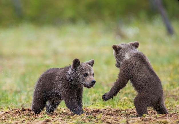 Due cuccioli giocano tra loro