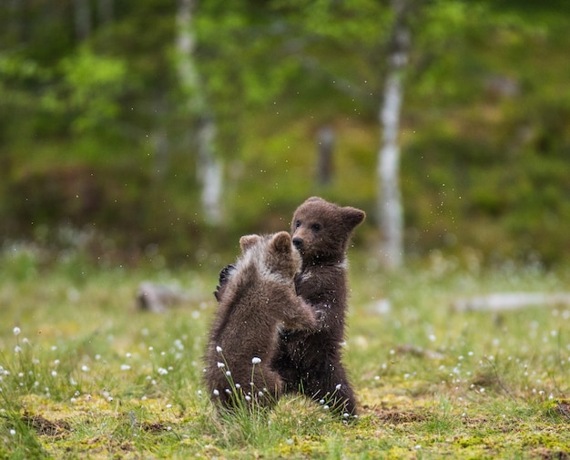 Due cuccioli giocano tra loro