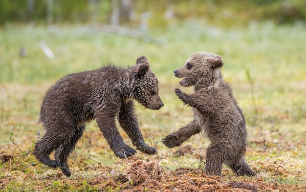 Due cuccioli giocano tra loro