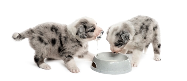 Due cuccioli incrocio potabile isolato su bianco