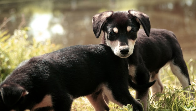 Due cuccioli