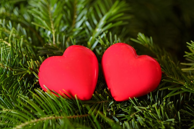 Due cuori rossi su sfondo di rami di abete. San Valentino