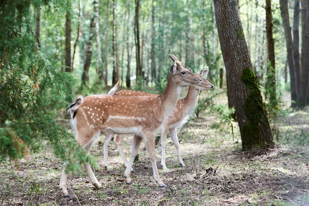 Due daini europei Dama Dama nella foresta Cervi selvatici si erge tra gli alberi