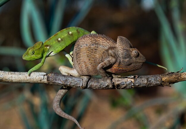 Due diversi colori di camaleonte sono seduti su un ramo. Madagascar.