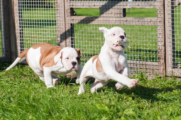 Due divertenti cuccioli di Bulldog americano stanno giocando