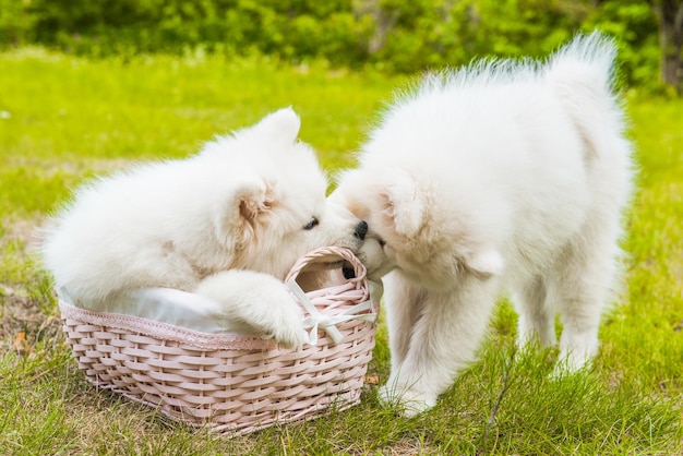 Due divertenti cuccioli di Samoiedo cani nel cestino sull'erba verde