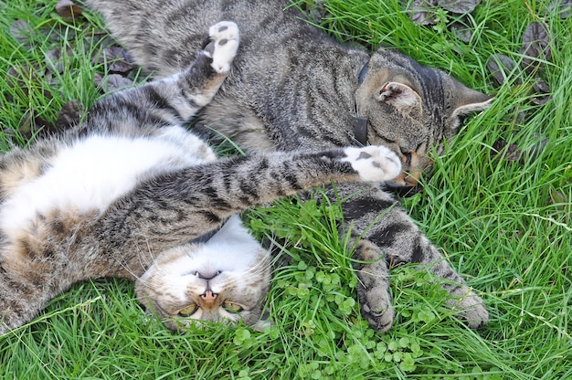 Due divertenti gatti tabby sdraiati sull'erba verde