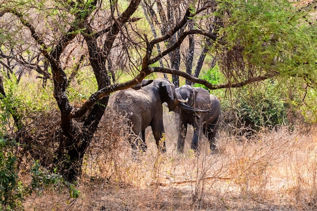 Due elefanti che combattono per la femmina. Parco nazionale del lago Manyara, Tanzania