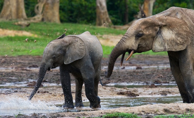 Due elefanti della foresta stanno bevendo acqua da una fonte d'acqua