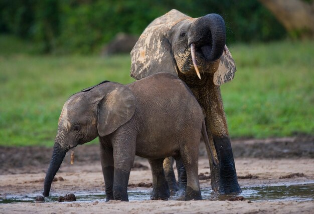 Due elefanti della foresta stanno bevendo acqua da una fonte d'acqua