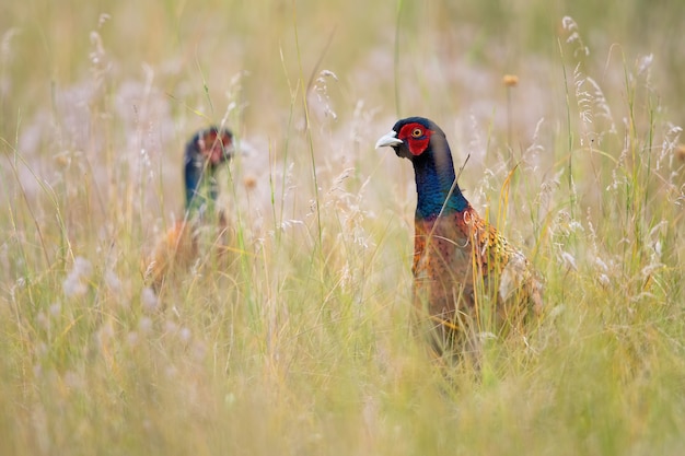 Due fagiani comuni che guardano il prato in estate natura