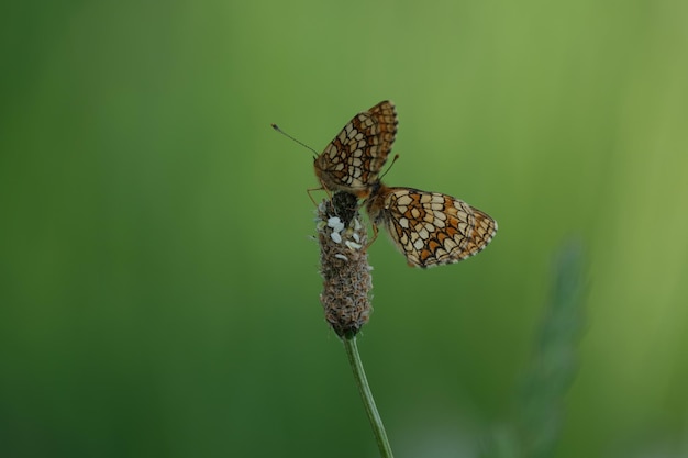 Due farfalle fritillary della brughiera si chiudono su una pianta