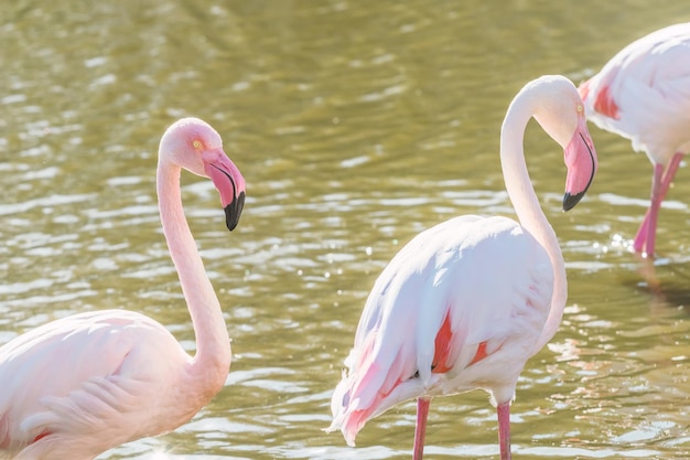 Due fenicotteri rosa che camminano nell'acqua in un ambiente naturale