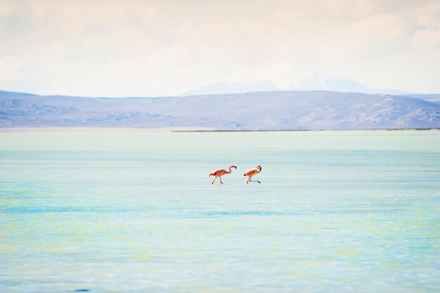 Due fenicotteri rosa nella laguna sull'altopiano Altiplano, Bolivia