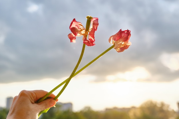 Due fiori appassiti della donna disponibile dei tulipani