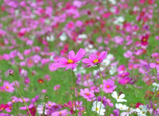 Due fiori dell&#39;universo rosa di fioritura fra il giacimento dell&#39;universo della Tailandia di nordest